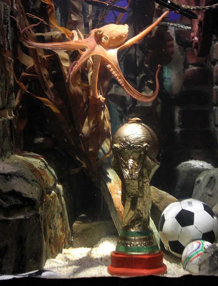 In this picture provided by the Sea Life Aquarium in Oberhausen, Germany, shows octopus Paul swimming next to a golden cup similar to the World Cup trophy on Monday July 12, 2010. No more World Cup, no more Octopus Oracle. Paul, the octopus who became a pop culture sensation by correctly predicting the outcome of as many World Cup matches as he has legs - all seven of Germany's games plus the Spain-Netherlands final - is going to retire. However, Paul took one last curtain call on Monday. Aquarium employees presented the octopus with a golden cup -  similar to the official World Cup trophy. (Photo: AP)