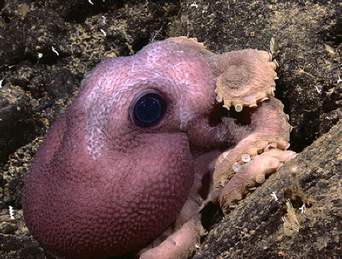 This undated handout photo released by the US National Oceanic and Atmospheric Administration (NOAA) on July 16, 2010 shows a purple octopus 1000 meters underwater in a ridge dominated by older volcanic rocks, photographed by a submarine robot. The joint US-Indonesia exploration of the deep ocean mission announced on July 12, 2010, NOAA Ship Okeanos Explorer mapped Kawio Barat, a huge undersea volcano rising 3,800 meters from the sea floor north of Sulawesi. The first joint scientific expedition will explore the unknown deep-sea areas in Indonesian waters bordering the southern Philippines. The mission aims to advance the understanding of the undersea ecosystem and the use and protection of the ocean and its resources. (Photo: AFP)