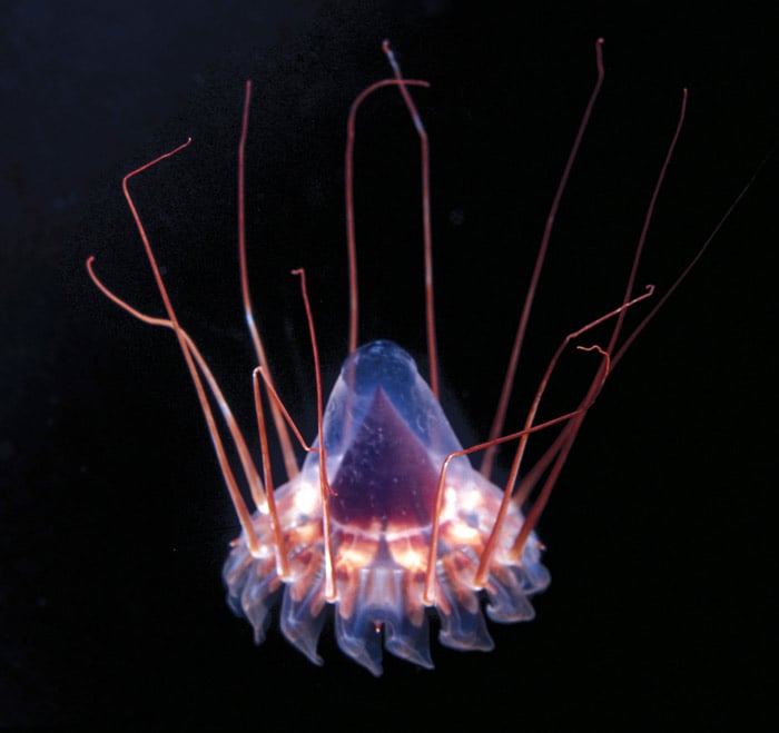 An undated handout photo obtained on July 15, 2010 shows a Peraphilla deep-sea jellyfish, as scientists from the Queensland Brain Institute, using high-tech cameras, photographed sea creatures at a depth of over 1000 metres at the Osprey Reef in the Coral Sea, some 350kms north-east of the northern Australian city of Cairns. The sea creatures, which live in a dark world where the pressure is 140 times greater than on land, were well adapted to their environment and team leader professor Marshall said "Learning more about these creatures' primitive eyes and brain could help neuroscientists better understand human vision." "We could also design better cameras and illumination systems because, as we've seen, nature often gets there first." (Photo: AFP)