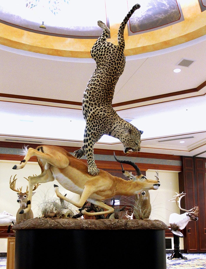 A taxidermy exhibit by Roy Holdridge of Grandbury, Texas., is seen before competition begins at the 39th Annual National Taxidermist Association Convention Competition in Springfield, Ill., on Thursday, July 15, 2010. The exhibits were open for public viewing till Saturday, July 17. (Photo: AP)