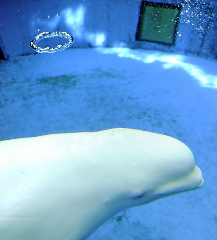 A beluga or white whale exhales ring-shaped bubbles from his blowhole during its daily show at the Hakkeijima Sea Paradise aquarium in Yokohama in Kanagawa Prefecture, suburban Tokyo, on July 18, 2010. (Photo: AFP)