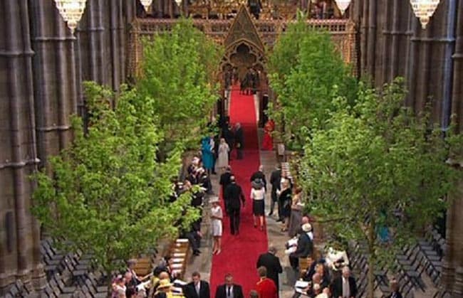 Rather amazing photograph of the inside of Westminster Abbey, where various trees have been planted along the aisle: