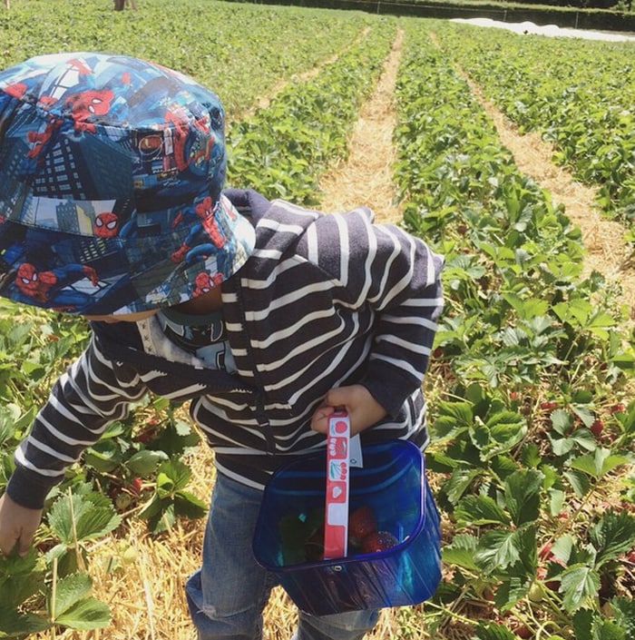 She also posted an image of Viaan, who looked cute in denims and tee with a spidey-hat, also picking strawberries. <br><br>This image was posted on Instagram by <a href=" https://instagram.com/officialshilpashetty/" target="_blank" rel="nofollow" >Shilpa Shetty</a>