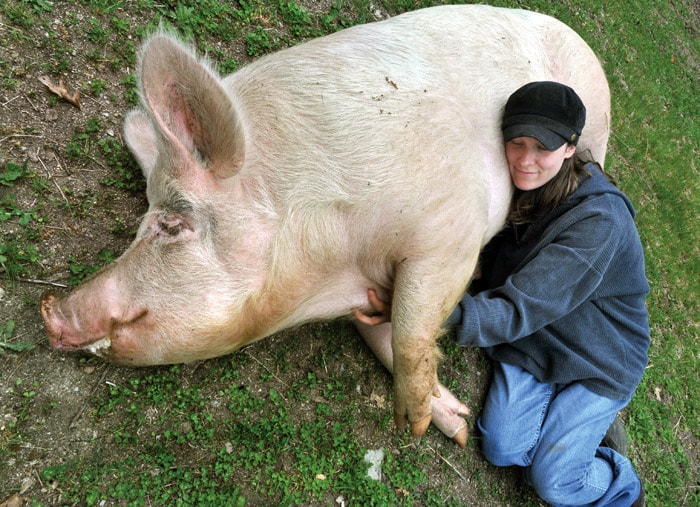 In this Monday, May 17, 2010 photo, Lisa, a rescued 700-plus pound Yorkshire pig, lays next to Sansa Collins, resident manager at Sanctuary One, a nonprofit animal sanctuary at Double Oak Farm in the Applegate Valley, Oregon. (Photo: AP)