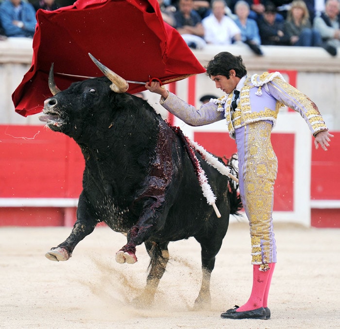 French matador Sebastien Castella performs a muleta on a Nunez del Cuvillo bull, on May 20, 2010, during the Nimes Feria Bullfighting Festival (Feria de la Pentecote). (Photo: AFP)