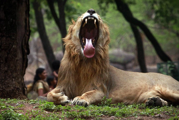 A lion yawns at a zoological park in Hyderabad, on Tuesday, May 18, 2010. (Photo: AP)