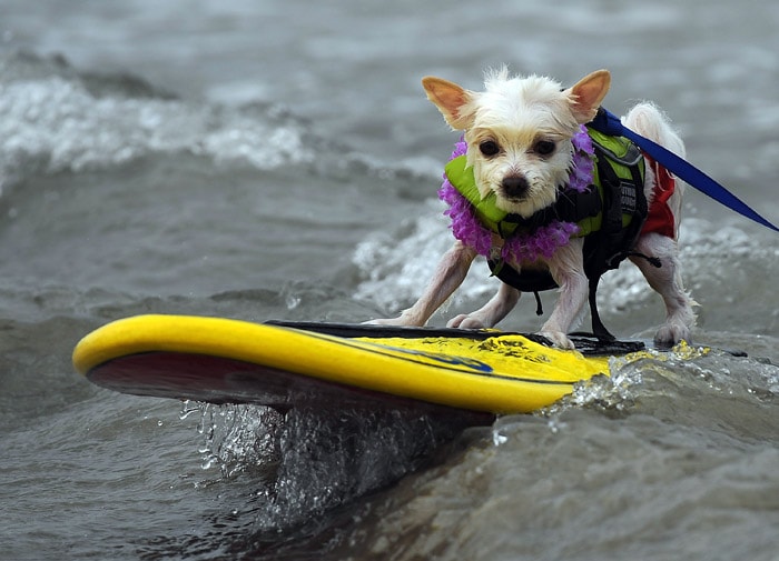 A dog competes during the 5th annual Loews Coronado bay resort surf dog competition in Imperial Beach, south of San Diego, California on May 22, 2010. (Photo: AFP)