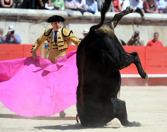 Spanish bullfighter Daniel Luque performs a muleta on a Garcigrande's bull, on May 22, 2010 during the Nimes Feria Bullfighting Festival (Feria de la Pentecote), in southern France. (Photo: AFP)