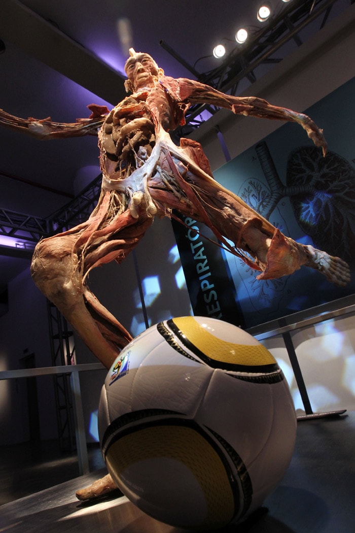 View of a plastinated human body at 'Body - The Exhibition', in Sao Paulo, Brazil, on May 22, 2010. Plastination is a technique used in anatomy to preserve bodies or body parts in which water and fat are replaced by certain plastics, yielding specimens that can be touched, do not smell or decay, and even retain most microscopic properties of the original sample. (Photo: AFP)