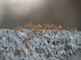 Ants On Earth: वैज्ञानिकों ने गिन लीं धरती की पूरी चींटियां! हुआ चौंकाने वाला खुलासा Ants On Earth: वैज्ञानिकों ने गिन लीं धरती की पूरी चींटियां! हुआ चौंकाने वाला खुलासा