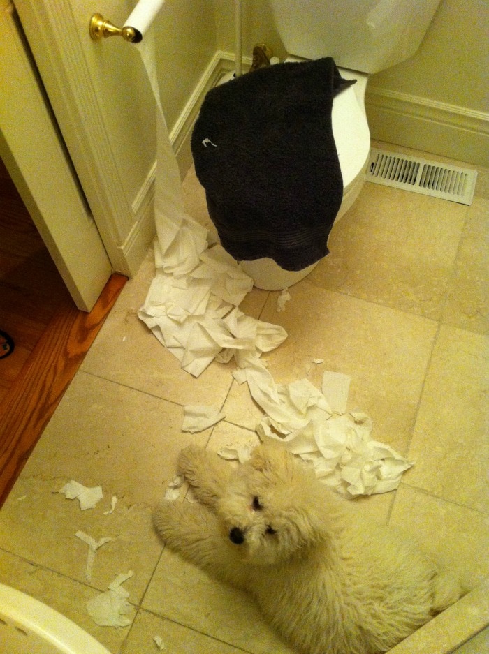 Zuckerberg&#039;s dog destroys his bathroom