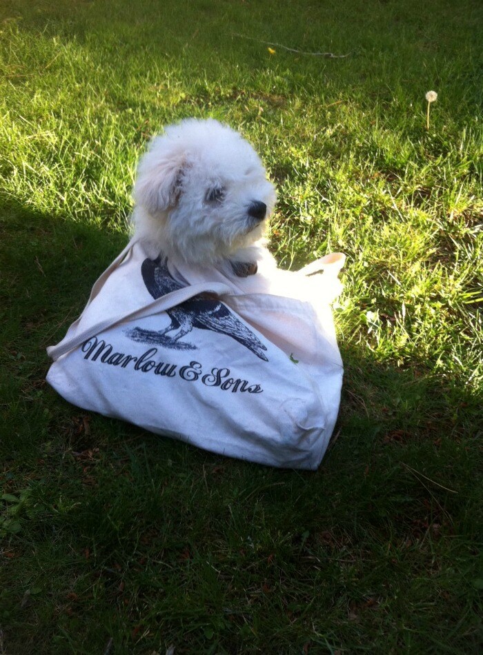 Beast relaxes in a bag
