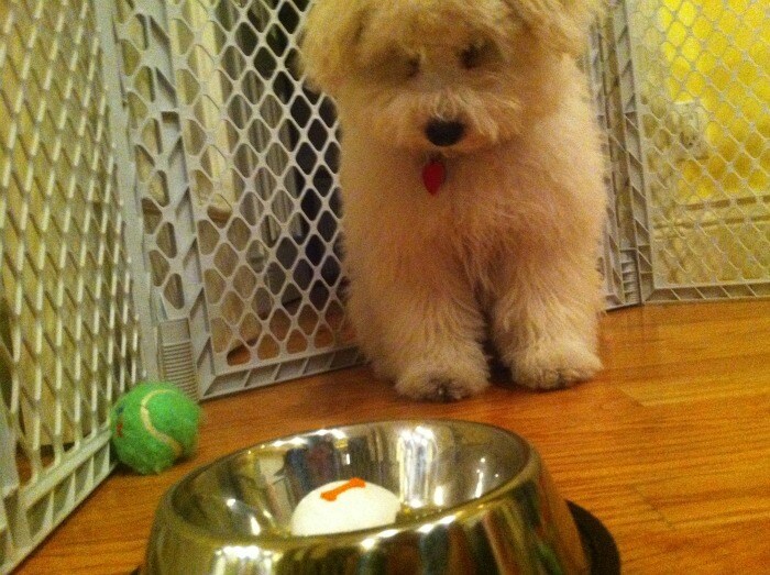 Beast gets a puppy-cupcake for Mark Zuckerberg's birthday