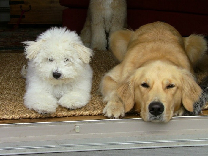 Dog Day Afternoon: Beast lazes around with a friend