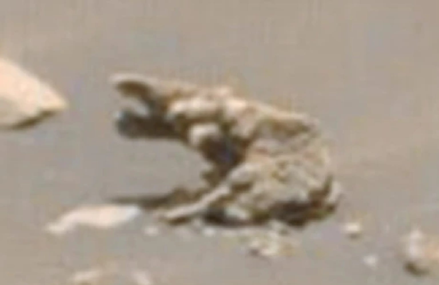 मंगल ग्रह पर मिला हाथी जैसा जीव! अपने दावे के साथ एलियन रिसर्चर ने शेयर की तस्‍वीर