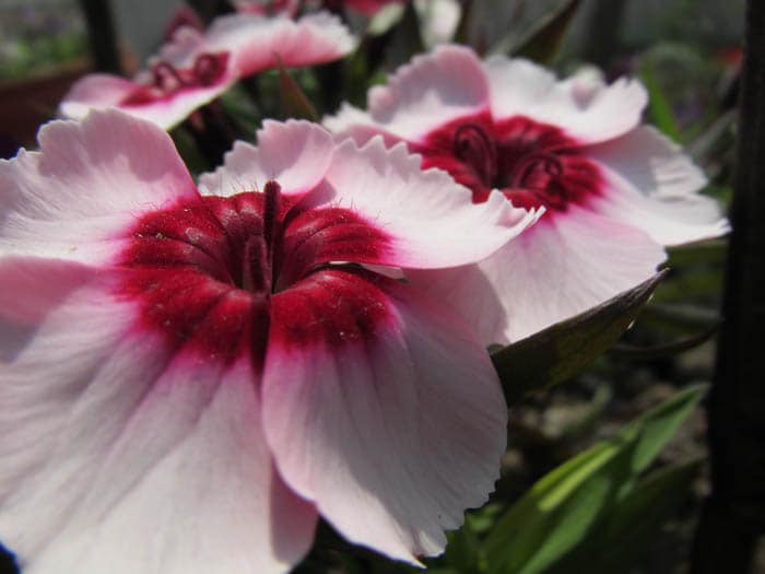 From the IXUS 1100HS: A flower shot using the macro-mode.