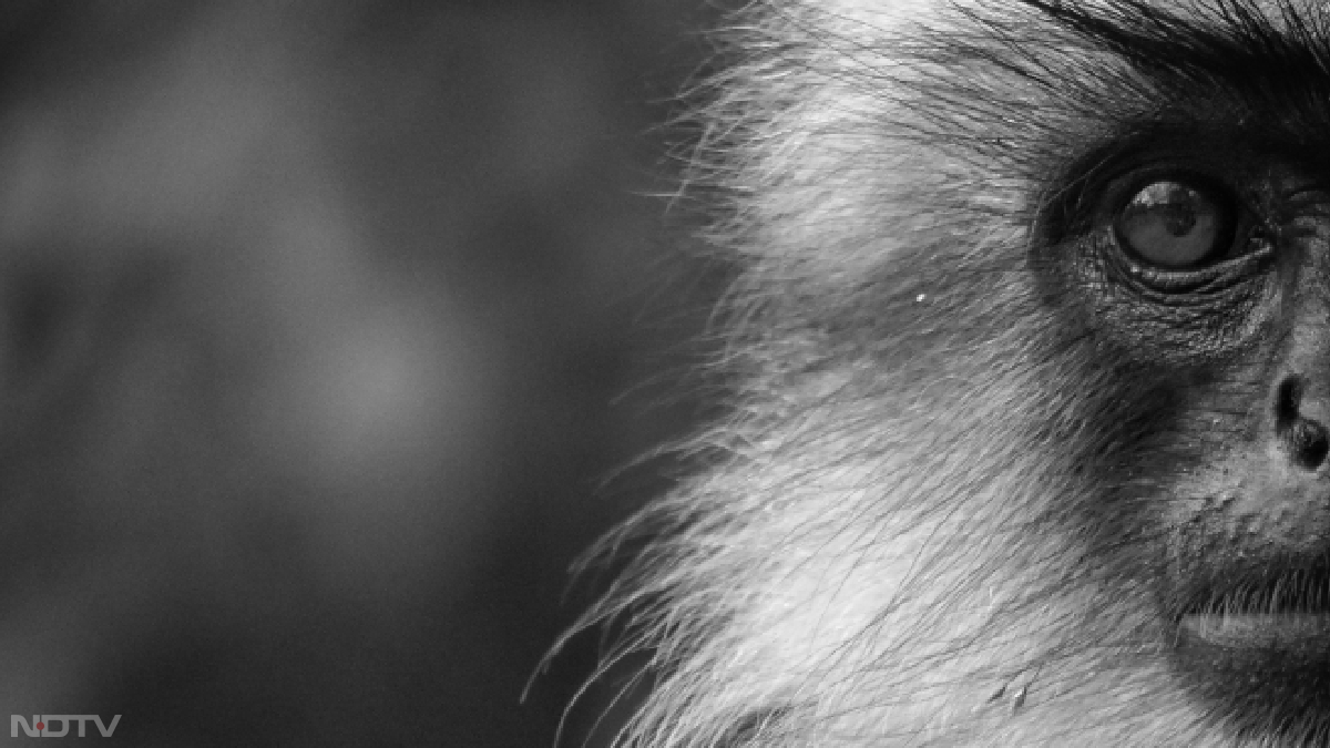 रिपोर्ट के अनुसार, मेसोजोइक युग में डायनासोरों का दबदबा था। शुरुआती स्&zwj;तनधारी लगातार खतरे में थे। अपने वजूद को बचाए रखने के लिए उन्&zwj;हें तेजी से प्रजनन करने की जरूरत थी। लगातार रहे इसी प्रेशर के कारण शुरुआती स्&zwj;तनधारियों में लंबी उम्र से जुड़े जीन खत्&zwj;म हो गए या इनएक्टिव हो गए।