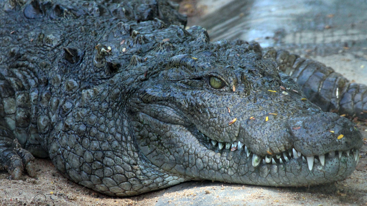 रिपोर्ट कहती है कि स्&zwj;तनधारियों के मुकाबले रेप्&zwj;टाइल्&zwj;स और उभयचर (amphibians) लंबा जीवन जी सकते हैं। खास यह है कि उनमें उम्र बढ़ने के संकेत भी नहीं झलकते, जबकि स्&zwj;तनधारियों में बुढ़ापा नजर आने लगता है।