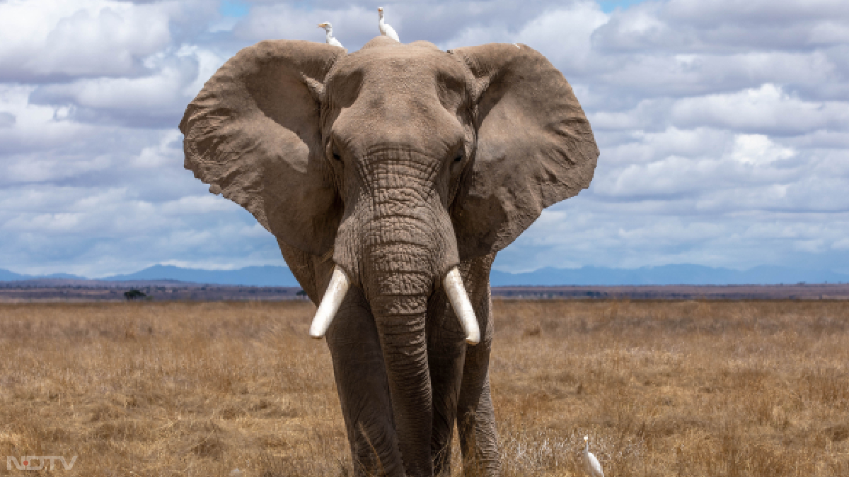 तकनीक और विकास के दम पर आज इंसान भले ताकतवर हो गया है, लेकिन करोड़ों साल पहले स्&zwj;तनधारी (mammals) फूड चेन में सबसे नीचे थे। डायनासोरों के खतरे के बीच स्&zwj;तनधारियों का विकास हुआ। रिपोर्ट के अनुसार, लंबी जिंदगी जीने के बजाए स्&zwj;तनधारियों ने प्रजनन को प्राथमिकता दी। उसी के परिणाम आज मनुष्&zwj;य, व्&zwj;हेल और हाथी जैसे तमाम स्&zwj;तनधारी देख रहे हैं। तस्&zwj;वीरें : Unsplash से।