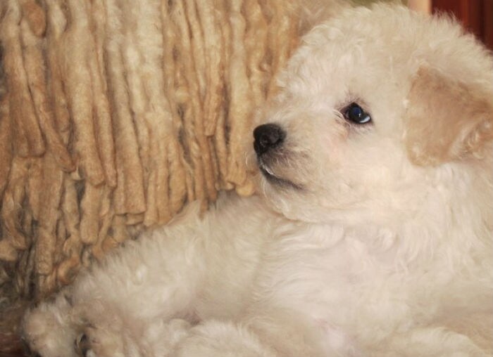 Is he cute or what? Will he now have shares in Facebook? (Photo: www.facebook.com/beast.the.dog)