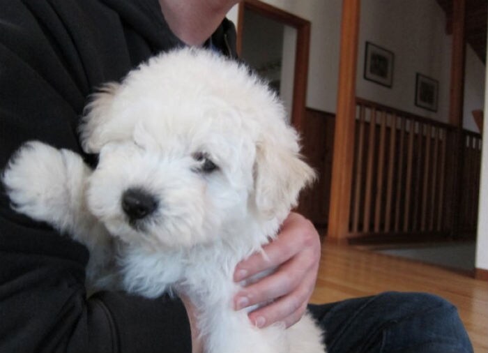 Born on January 10 in Grants Pass, Oregon, Beast is a Puli, a type of Hungarian sheepdog, and is "extremely cute," according to the profile.(Photo:www.facebook.com/beast.the.dog)