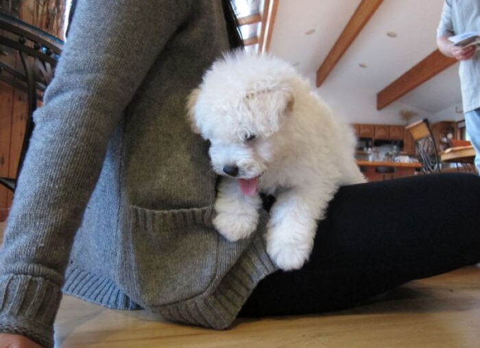 Another one: �"Just learned how to climb stairs. I'm such a champion." (Photo: www.facebook.com/beast.the.dog)