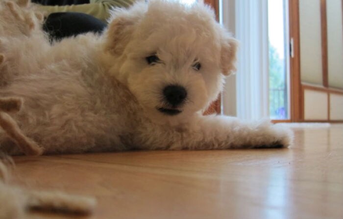 Affiliation: I belong to Mark Zuckerberg and Priscilla Chan. (Photo: www.facebook.com/beast.the.dog)