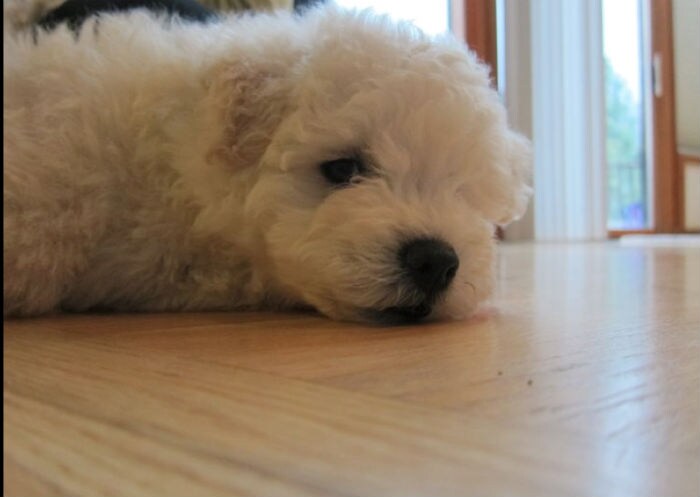 After posting pictures, the first update was: Now living in my new home in Palo Alto with Mark Zuckerberg and Priscilla Chan. (Photo: www.facebook.com/beast.the.dog)