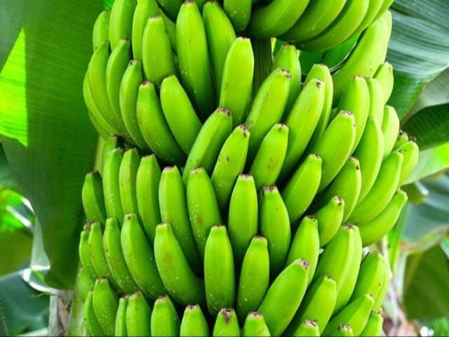 Photo : Are Unripe Bananas Good For Us?