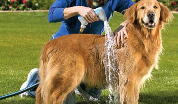 Do not have close contact with pets. Pet owners should bathe their pet weekly.