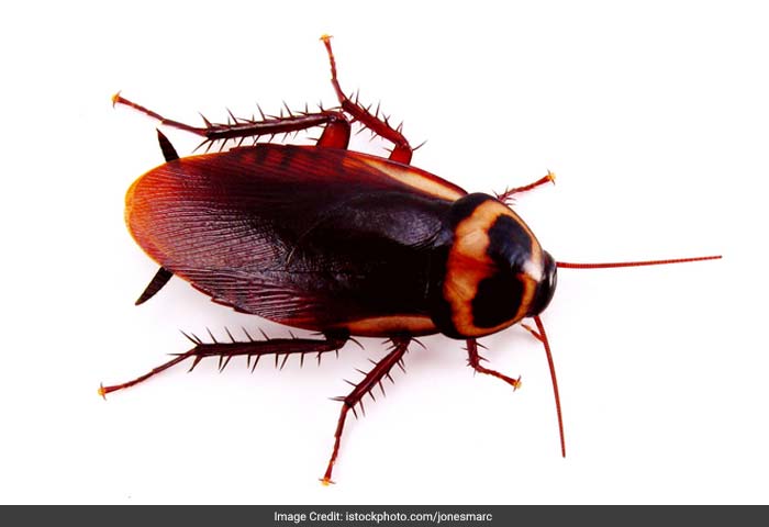 Cockroach: Studies in the past have shown that children those who have cockroach droppings or cockroach particles in their homes are more likely to have childhood asthma than others.