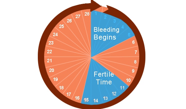 It is possible for a female to get pregnant at any time during her menstrual cycle. Females with irregular or shorter cycles can actually ovulate during their periods and that means they are can also become pregnant. Though the chance are slim, but not nil.