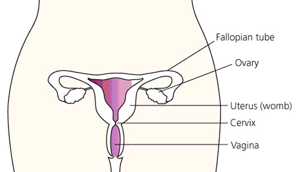 Cervical cancer is a disease caused by the abnormal growth and division of cells that make up the cervix (the portion of the uterus attached to the top of the vagina). Women with multiple sex partners and those who have already been infected with HPV or HIV are at an increased risk of cervical cancer.