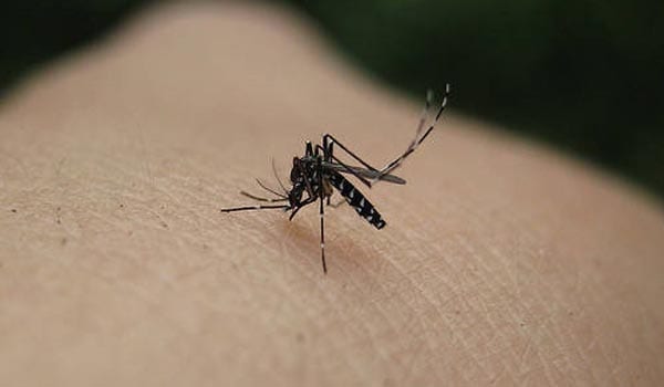 Aedes mosquitoes usually bite during the day; therefore, special precautions should be taken during early morning hours before day break and in the late afternoon before dark.
