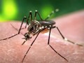 Dengue: an infectious viral disease Dengue: an infectious viral disease