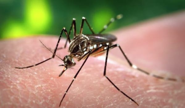 Dengue fever is an acute infectious viral disease, caused by all four types of dengue virus 1, 2, 3 and 4. It is transmitted by the bite of mosquitoes, most commonly Aedes aegypti found in tropical and subtropical regions.