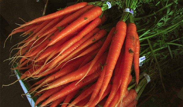Carrots contain high concentration of vitamin A, which protects the eyes and allows them to function efficiently. Lack of vitamin A can lead to vision problems including glaucoma, night blindness and short sightedness that sometimes can be serious.