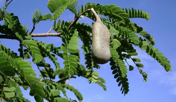 Tamarind leaves are excellent source for raising haemoglobin. Iron blockers like tea, coffee, milk etc. should be avoided and iron supplements and vitamin C should be taken for better absorption of foods rich in iron.