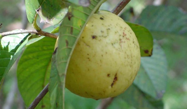 Guavas help treat iron-deficiency anaemia and are also believed to prevent leukaemia.