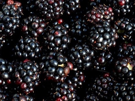 Blackberries are a great source of dietary fibre, which promotes healthy digestion by regulating bowel movements and preventing constipation. Fibre also feeds beneficial gut bacteria, which are essential for digestive health.