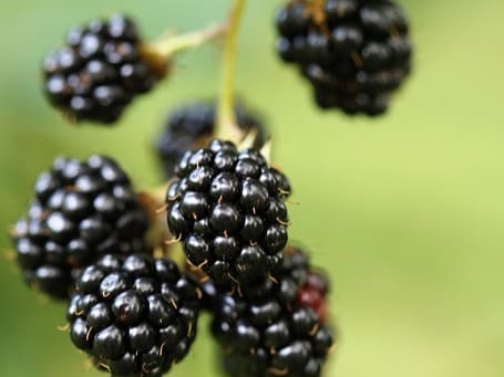 The fibre, antioxidants, and potassium in blackberries contribute to better heart health. They help regulate blood pressure, reduce cholesterol levels, and improve blood circulation, which lowers the risk of heart disease.