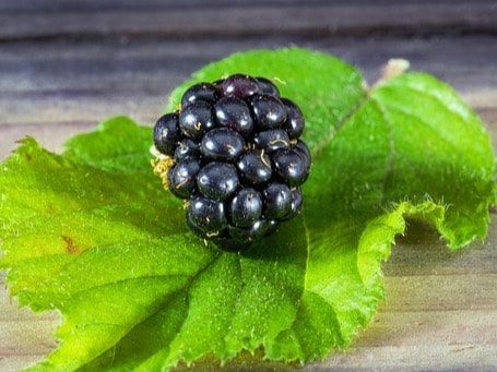 The antioxidants in blackberries, especially polyphenols, may help improve cognitive function by reducing oxidative stress and inflammation in the brain. Regular consumption of blackberries can support memory and protect against age-related cognitive decline.