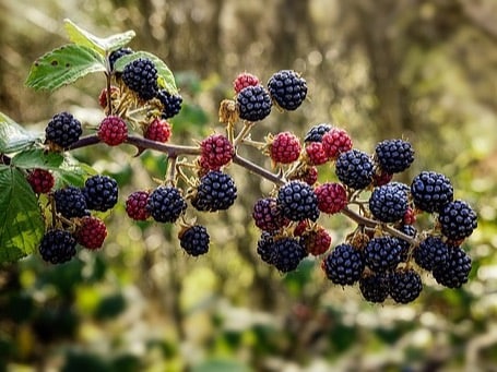 The high levels of vitamin C in blackberries contribute to collagen production, which is essential for skin elasticity and repair. Antioxidants also protect the skin from UV damage and premature ageing.