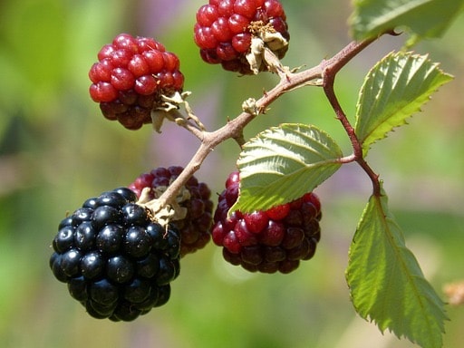 Blackberries have a low glycemic index and are high in fibre, which means they help regulate blood sugar levels by slowing down the absorption of sugar into the bloodstream. This makes them a good choice for people managing diabetes or pre-diabetes.