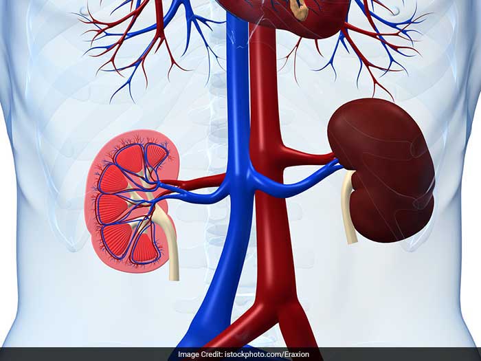 Damage to the kidneys almost invariably leads to high blood pressure.