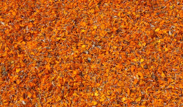 To make your own colours, all you need is a few plants. For the colour green, take plants like Henna, dry and powder it. Use separately or mix it with suitable flour to make green colour. Alternately, you could use paste of green leafy veggies to turn others green. Turmeric mixed with gram flour gives a good colour too. Marigold flowers can also be dried and the paste can be used instead for artificial colour. Red sandalwood powder can be used to colour the cheeks crimson. Rose petals or gulal is also a good option and so is vermilion. Red hibiscus flowers soaked in water overnight, also give a red colour.
