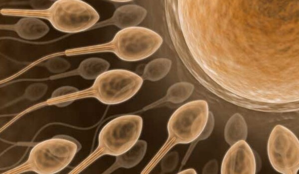In fertile quality cervical fluid, sperm can survive for up to five days in a woman's reproductive system.