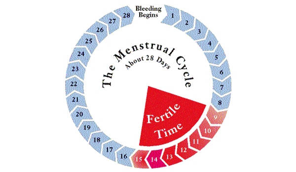 Ovulation generally, NOT necessarily occurs 14 days before the next expected menses. Therefore, it is crucial for you to note your cycle length, because you cannot calculate your fertile period from day 1 of current menses. Therefore, if you have regular cycles of 28 days, you will ovulate on Day 14; if your cycle is of 30 days, you will ovulate on Day 16. If you have a cycle length of 28- 30 days you will ovulate anytime between Day 14 to Day 16. However, even in women with absolutely regular cycles, the ovulation can occasionally occur 1- 2days earlier or later than the calculated day of ovulation.