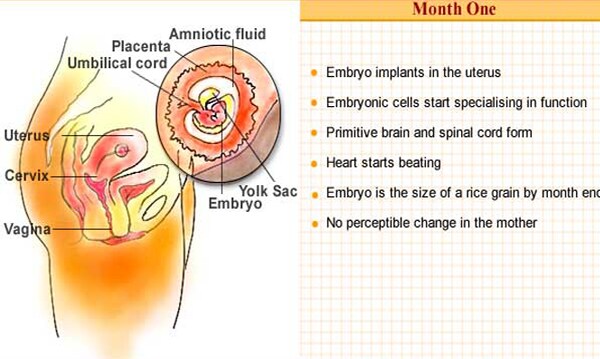 The month starts with the implanting of the embryo in the lining of the uterus. By the end of the first month, the embryo is about one tenth of an inch long (the size of a grain of rice). The mother may start feeling nauseous in the morning, a condition termed as "morning sickness".