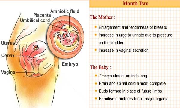 The embryo begins to grow in length. By the end of the second month, it is almost an inch long. The expectant mother may feel an increased urge to urinate because of increased pressure from the uterus due to the growing fetus. The embryo begins to grow in length. By the end of the second month, it is almost an inch long. The expectant mother may feel an increased urge to urinate because of increased pressure from the uterus due to the growing fetus.